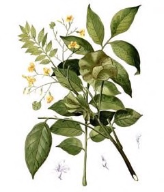 Pterocarpus indicus Amboyna, Indian Padauk, Burmese Rosewood, Narra, Bloodwood
